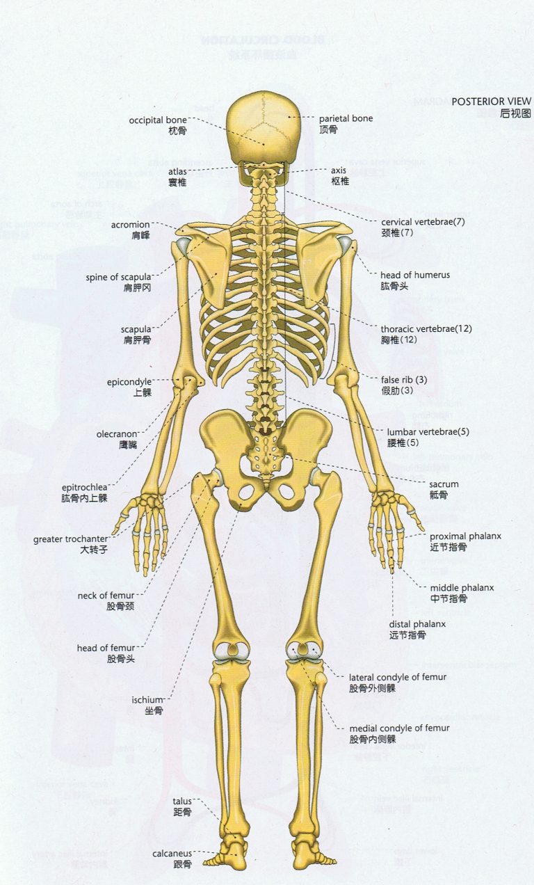Скелет человека спина. Анатомия человека кости скелета названия. Костный скелет анатомия. Строение скелета спины.